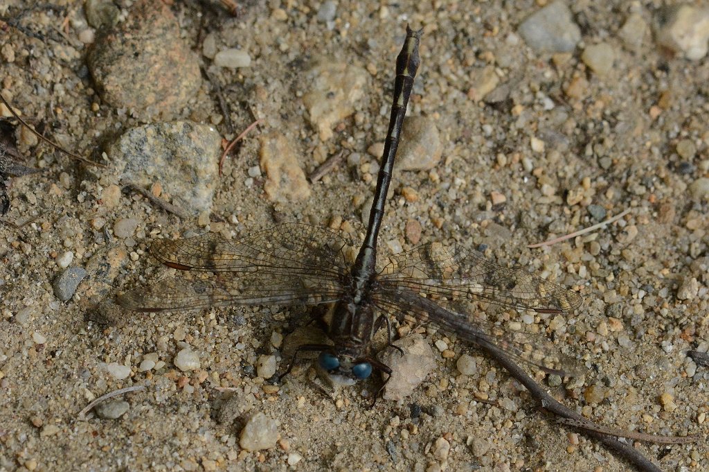 012 2016-06273532 Walden's Pond, MA.JPG - Beaverpond Clubtail Dragonfly (Gomphus borealis). Walden's Pond, MA, 6-27-2016